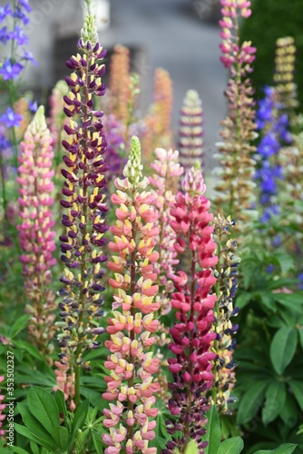 Lupin (Lupinus) / Fabaceae ornamental flowers