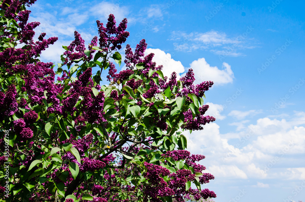 Lilac tree with flowers stock photo