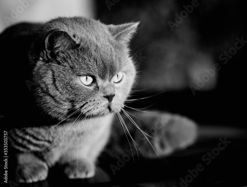 Portrait of British shorthair grey cat. Embarrassed, surprised and shocked look © The Len