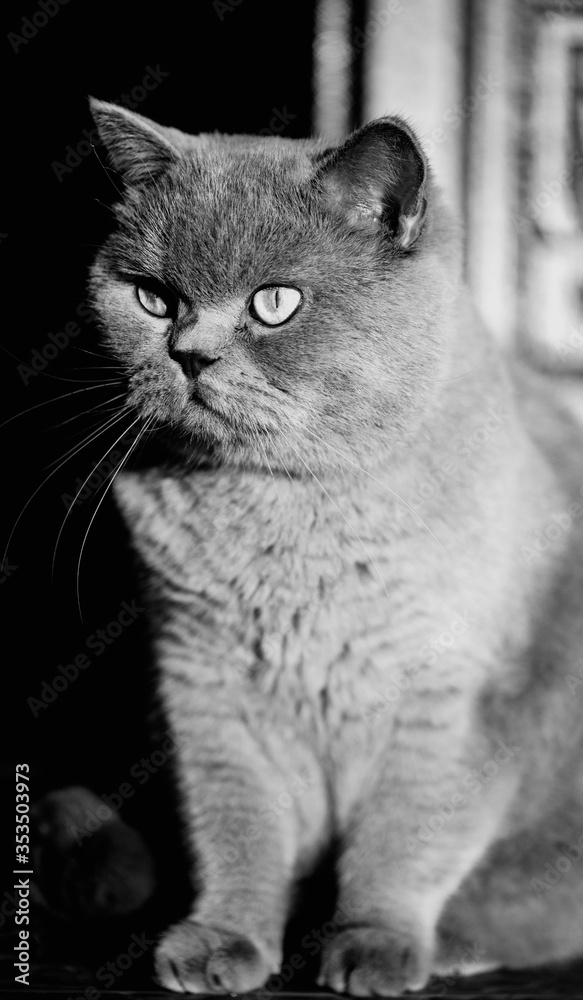 Portrait of British shorthair grey cat. Embarrassed, surprised and shocked look