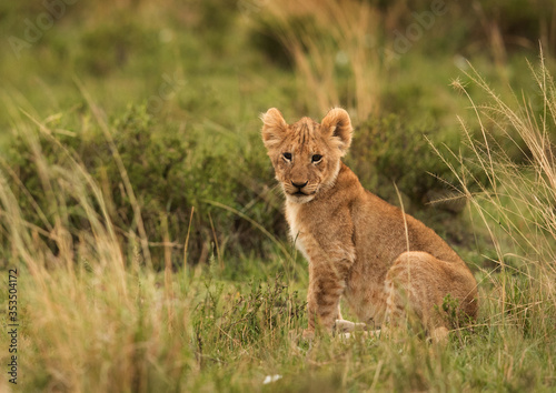 Lion cub in the grasses  Masai Mara