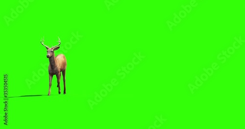 4k green screen side view footage of a deer crossing the screen. 