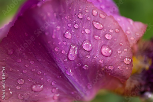 violet iris flower, with raindrops, closeup