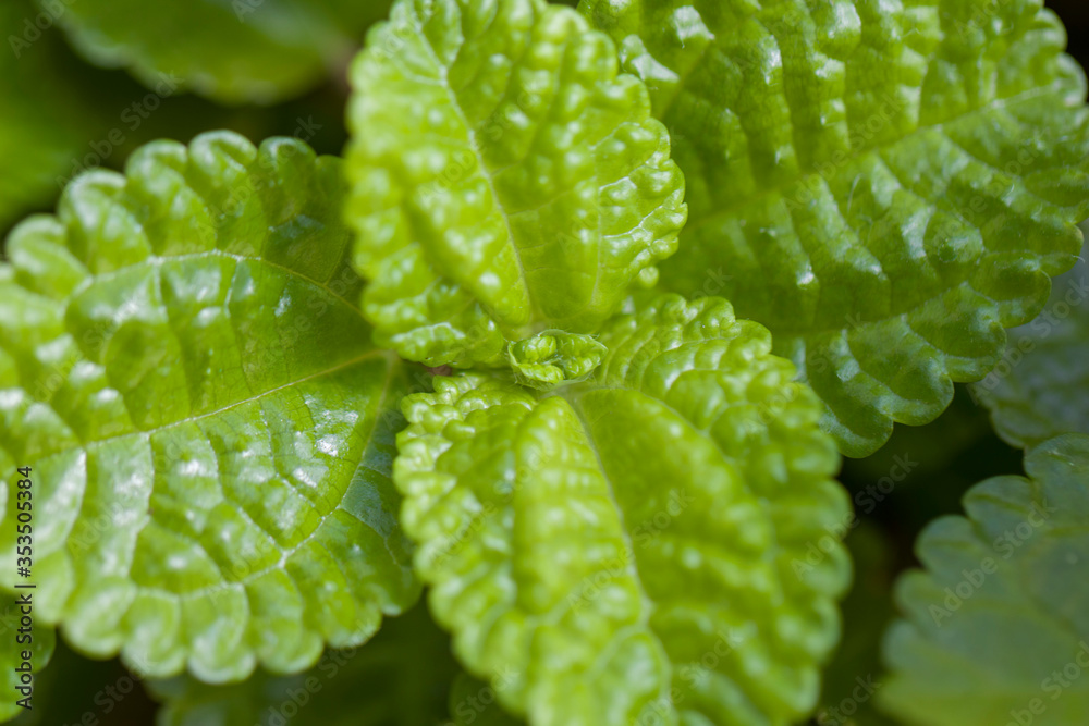 Close up of Plant pilea with high juicy green. selective focus Close up of Plant pilea with high juicy green. selective focus