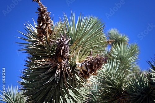 Drzewo Joshua rosnące w Arizonie.