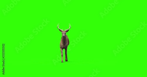 4k green screen front view footage of a deer crossing the screen. 
