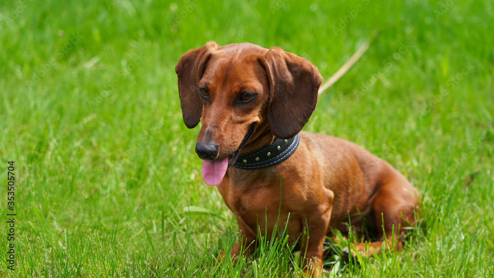 Funny dog dachshund on a walk against the background of green spring grass. A pet favorite red-haired puppy tired with a hanging pink tongue sits on the lawn