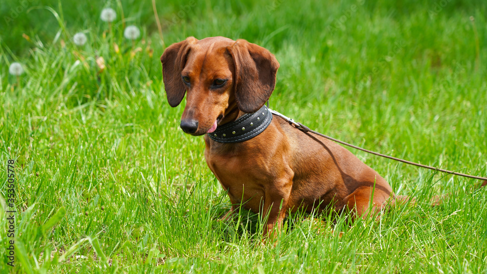 Funny dog dachshund on a walk against the background of green spring grass. A pet favorite red-haired puppy tired with a hanging pink tongue sits on the lawn