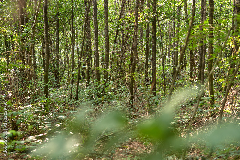 forest with trees and dry leaves on the ground forest with trees and dry leaves on the ground