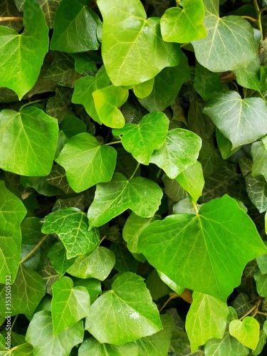 green leaves background