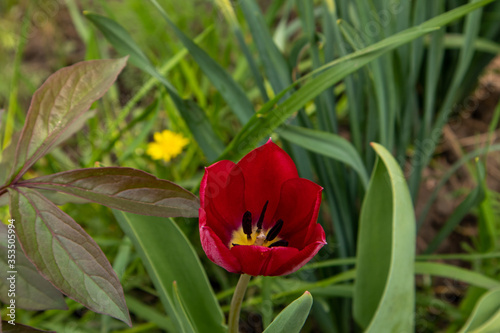 Saturratrd red tulips that grow in the garden.