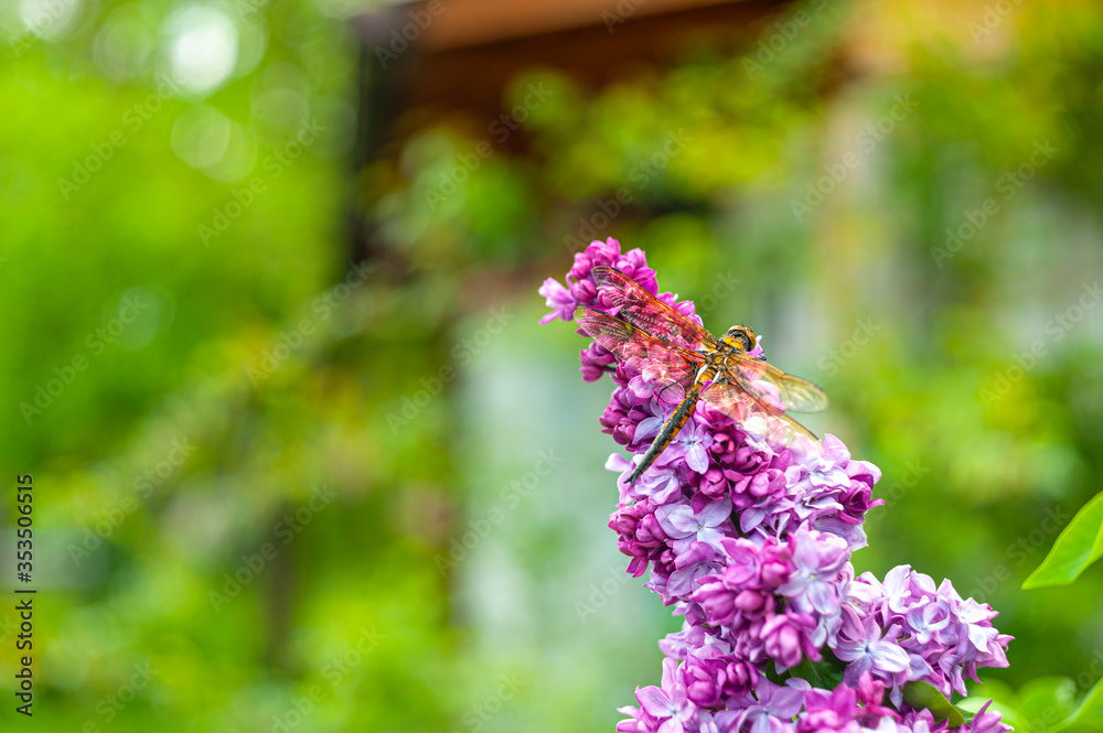 A big golden dragonfly sitting on purple lilac inflorescence on bright green background A big golden dragonfly sitting on purple lilac inflorescence on bright green background