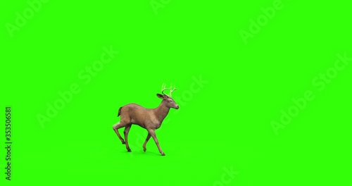 4k green screen side view footage of a deer crossing the screen. 
