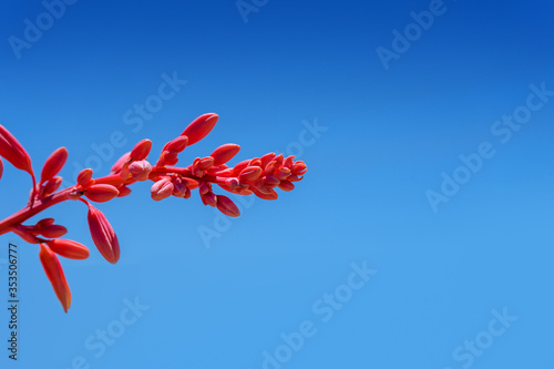 A bloom of the Red Yucca drought tolerant plant against a blue sky photo