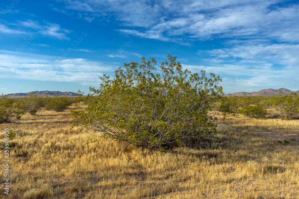 Creosote Bush plant in the Mojave Desert with blue cloudy sky Creosote Bush plant in the Mojave Desert with blue cloudy sky