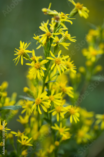 Flowers Arnica Mountain Grow On Meadow Close-Up.