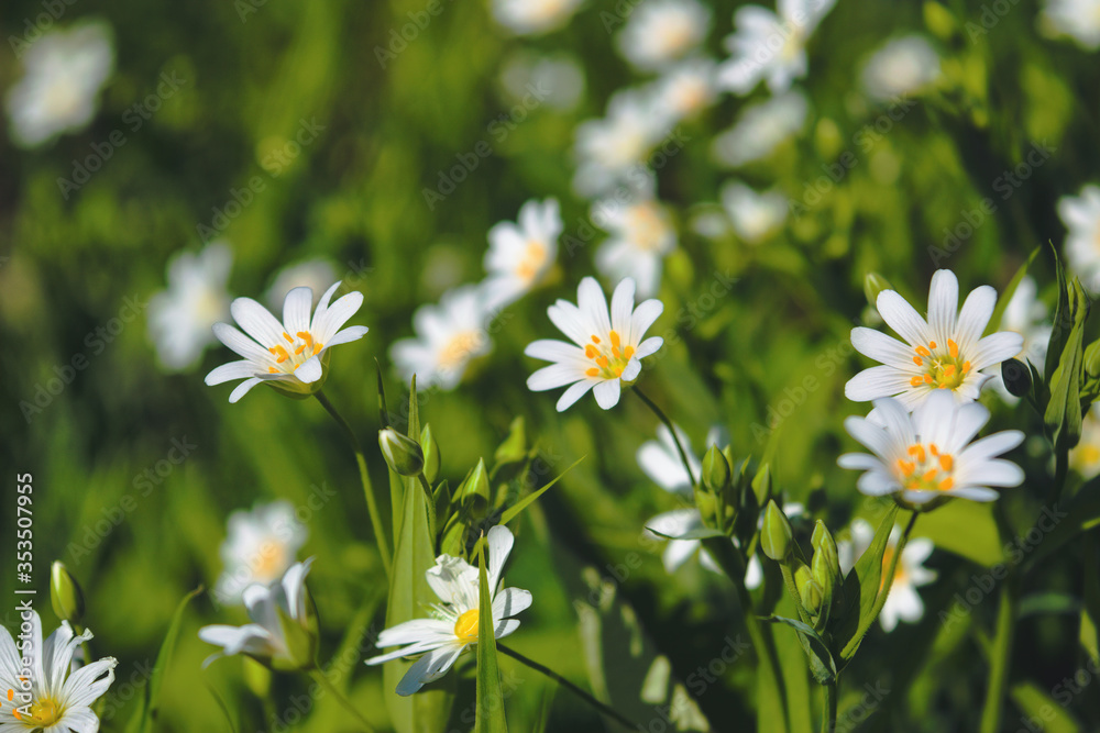 Macro of white Stellaria media flowers or chickweed under the soft spring sun. Macro of white Stellaria media flowers or chickweed under the soft spring sun.