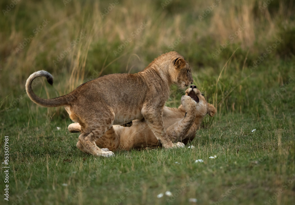 Obraz premium Lion cubs enganged in playing, Masai Mara