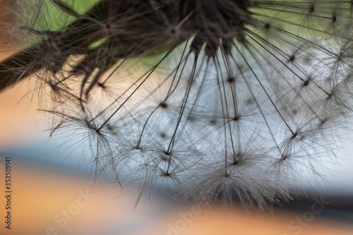 Macro view of the delicate tangles of dandelion seedpods against a colorul background