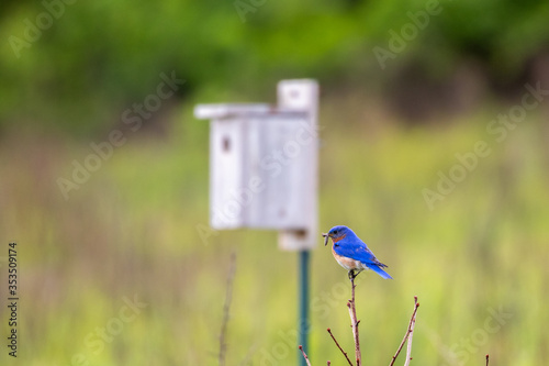 eastern bluebird