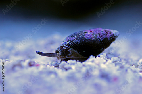 Nassa mud snail (dog whelks) - Nassarius arcularius photo