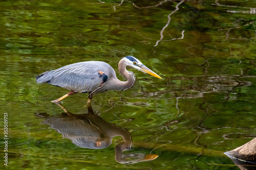 great blue heron reflection