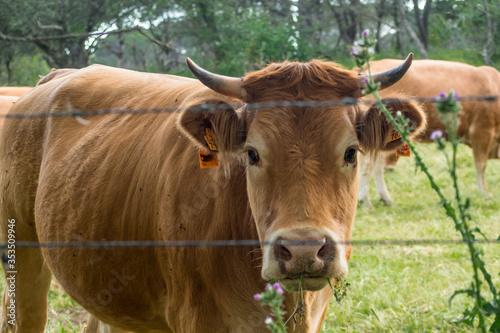 Retrato de una preciosa vaca