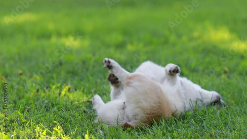 Red and Black Tricolour Cardigan Welsh Corgi Pembroke Cardigan play on grass with her puppies 