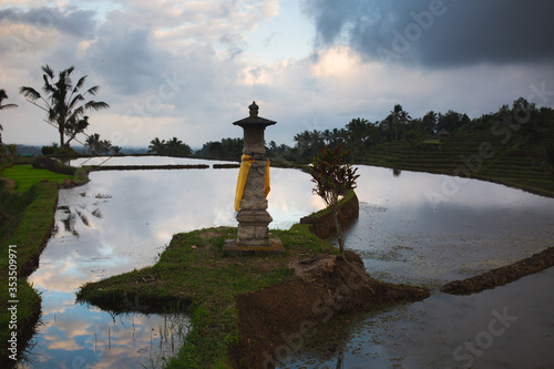 Rice terrace photo