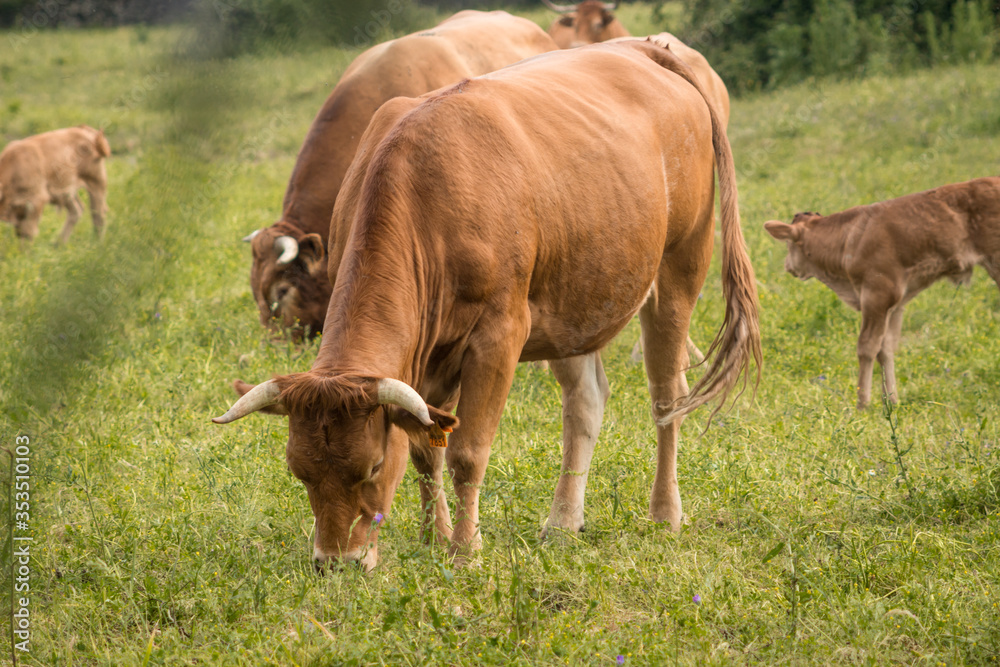 Vacas pastando