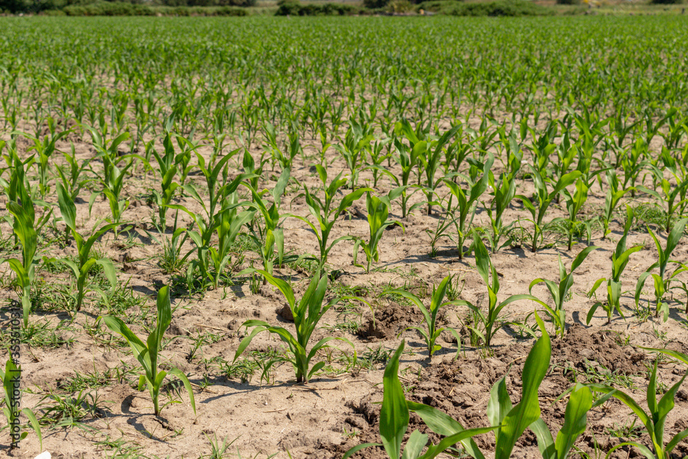 Green corn maize field in early stage (Leaf Stages (Vn)). Corn agriculture in Esposende, Portugal. Green nature. Rural field on farm land in spring.