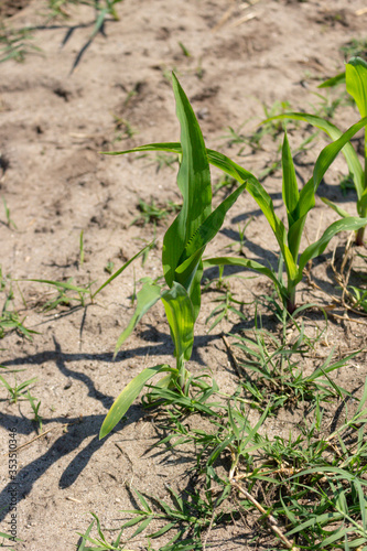 Green corn maize field in early stage (Leaf Stages (Vn)). Corn agriculture in Esposende, Portugal. Green nature. Rural field on farm land in spring.