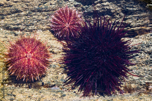 Black and gray sea urchins in water © Stanislav Komogorov