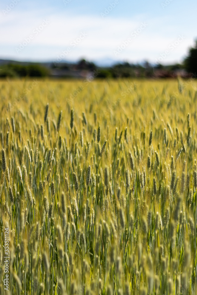 beautiful corn field landscape, italy