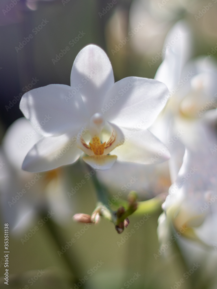 beautiful orchid flower, macro photography beautiful orchid flower, macro photography