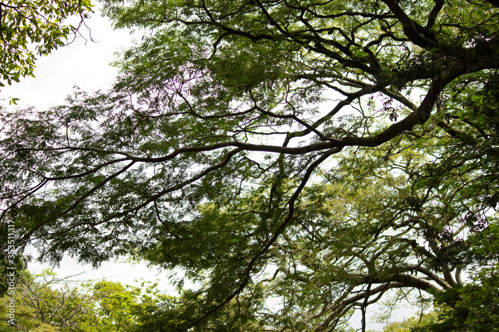 trees and sky Wallpaper 4k trees and sky Wallpaper 4k