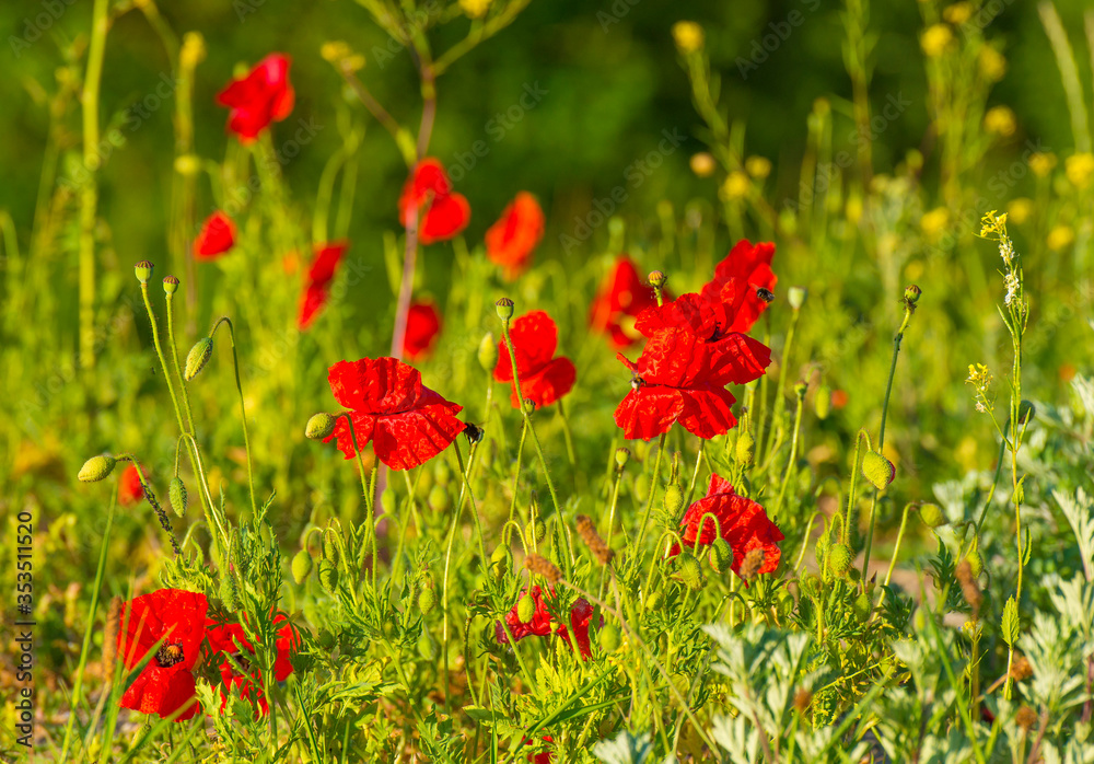 Wild flowers like red papavers in a grassy green field in sunlight at an early spring morning