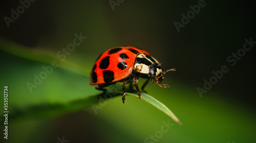 ladybird on a leaf © Arbeláez PH