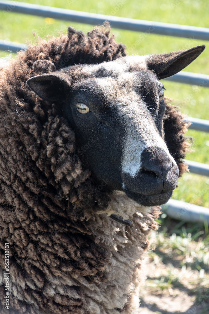 Portrait of a brown sheep in the meadow at the farm