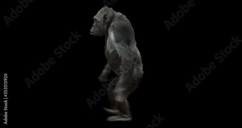 Ape Chimp upright walking realistic animation. Isolated chimpanzee video including alpha channel allows to add background in post-production. Element for visual effects. photo