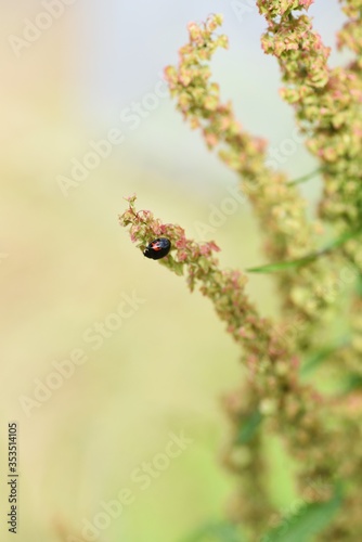 Common sorrel (Rumex acetosa) / Plygonaceae prennial plant © tamu
