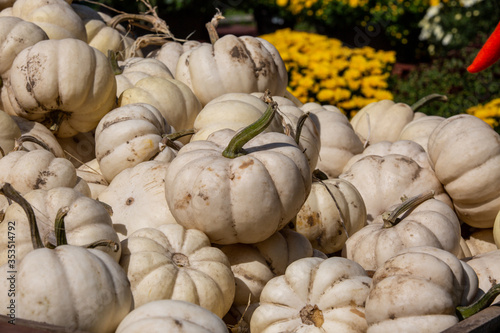 White pumpkin is a general descriptor used to define several different varieties including Ghost pumpkins, Full Moon pumpkins, Luminas, Valenciano, Silver Moon, and Casper pumpkins. ... They are most 