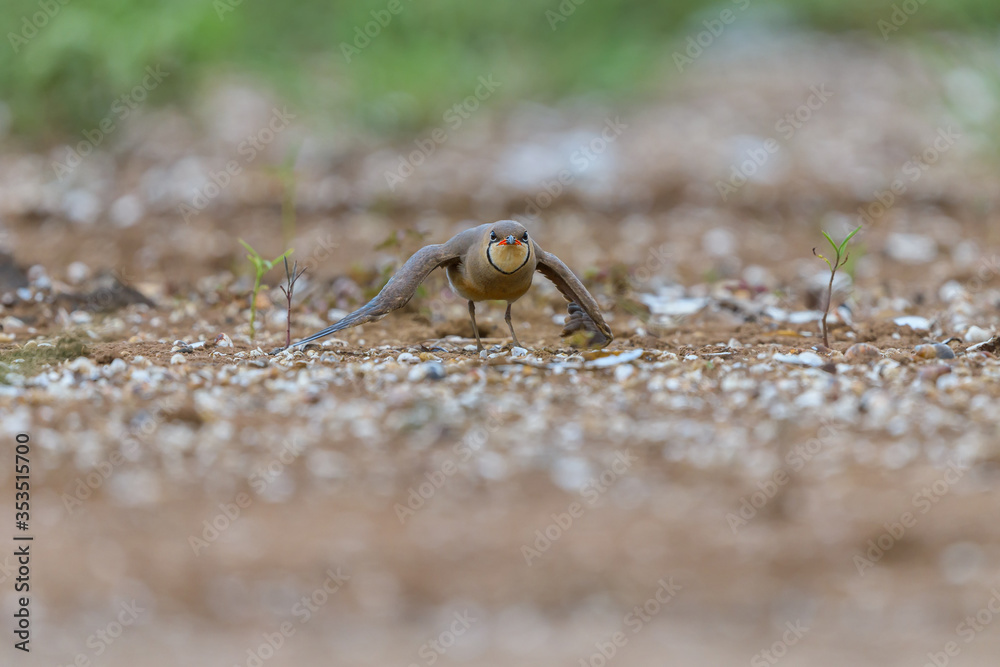 Oriental pratincole (Glareola maldivarum) on the ground around the lake at Thailand Oriental pratincole (Glareola maldivarum) on the ground around the lake at Thailand