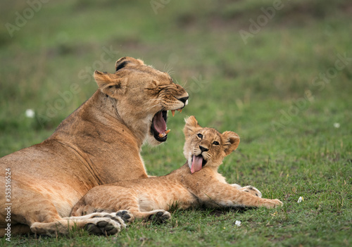 Lioness yawning and her cub sitting beside licking, Masai Mara