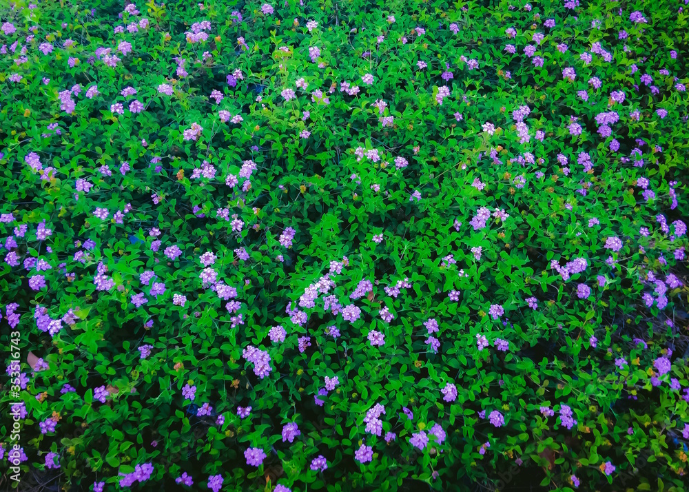 blooming purple flowers garden with green leaves