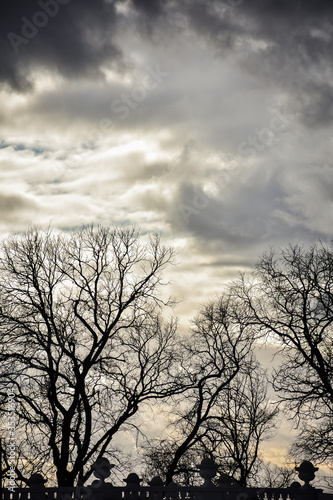 trees against a bright sky, trees against a sunset