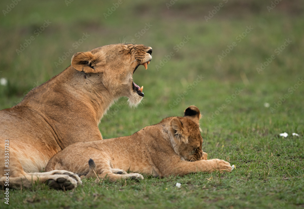 Naklejka premium Lioness yawning with her cub resting beside, Masai Mara