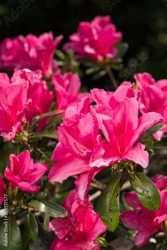 濃いピンクのツツジの花