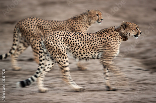 Two of the five Cheetah group one with gps tracking collar, Masai Mara