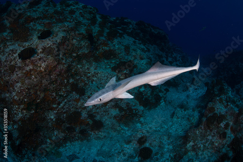 Fotografie The remoras, sometimes called suckerfish, are a family (Echeneidae) of ray-finned fish in the order Carangiformes